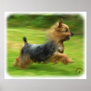 Australian Silky Terrier-design Poster