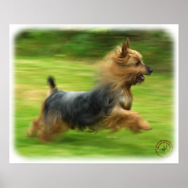 Australian Silky Terrier-design Poster (Framsidan)