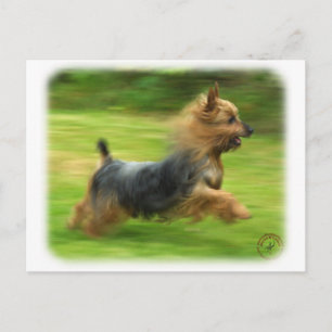 Australian Silky Terrier-design Vykort