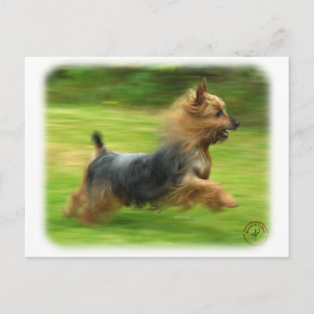 Australian Silky Terrier-design Vykort (Framsida)