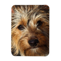 Australian Silky Terrier