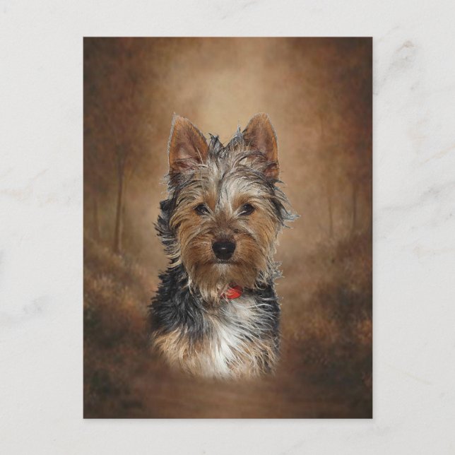 Australian Silky Terrier Vykort (Framsida)