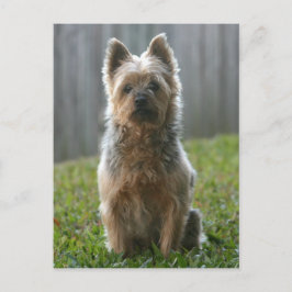 Australian Silky Terrier Vykort