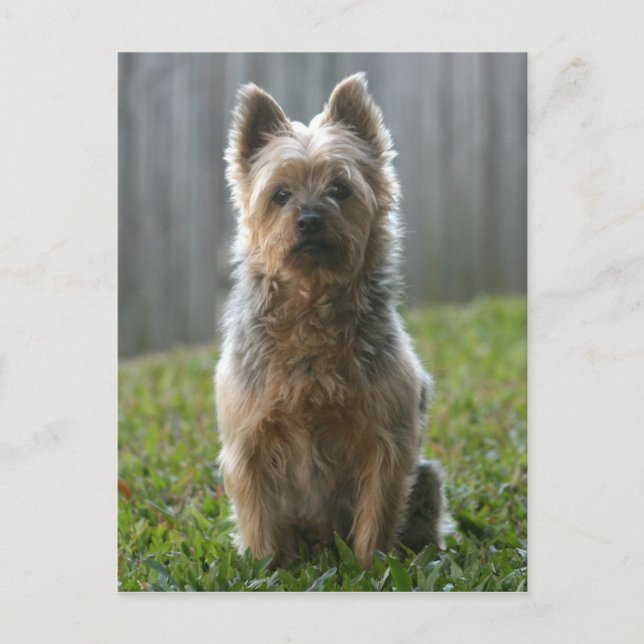Australian Silky Terrier Vykort (Framsida)