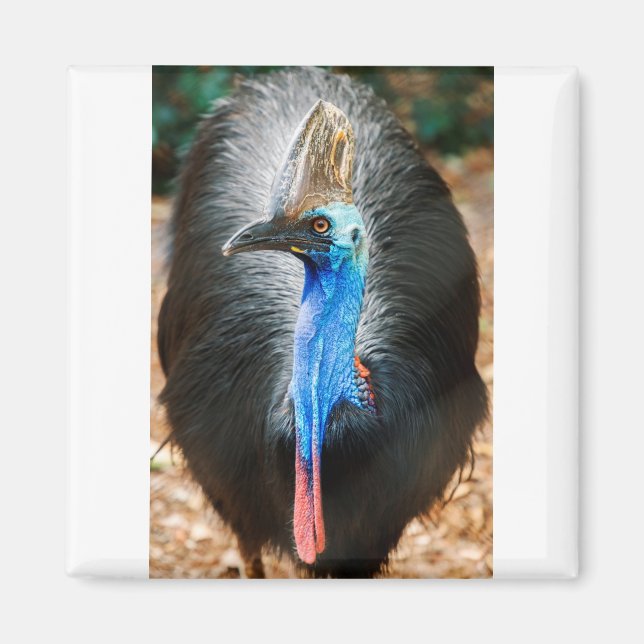Australian Southern Cassowary Magnet (Framsidan)