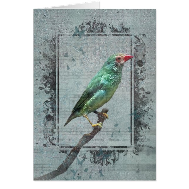 Australian Star Finch on Music OBS Kort (Framsidan)