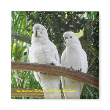 Australian Sulfur Crested Cockatoo