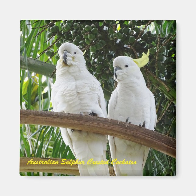 Australian Sulfur Crested Cockatoo Magnet (Framsidan)