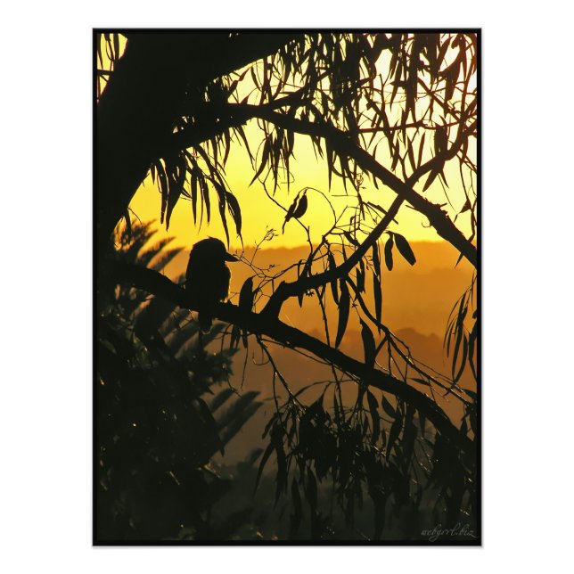 Australian Sunset Kookaburra Silhouette Photo Fototryck (Framsidan)
