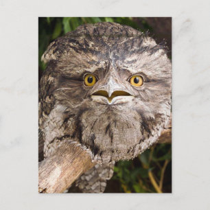 Australian Tawny Frog Mouth Bird Vykort