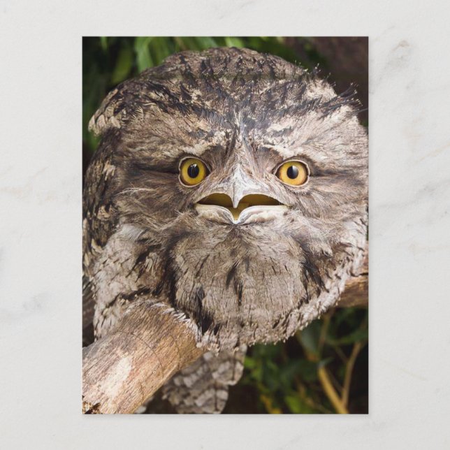 Australian Tawny Frog Mouth Bird Vykort (Framsida)