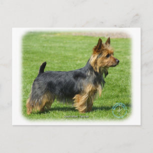 Australian Terrier 9R044D-62 Vykort