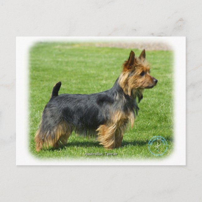 Australian Terrier 9R044D-62 Vykort (Framsida)