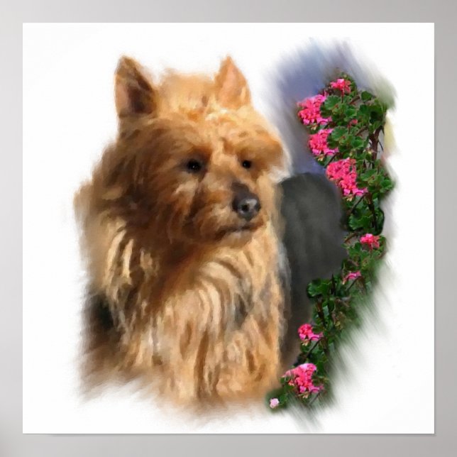 Australian Terrier Art Gifts Poster (Framsidan)