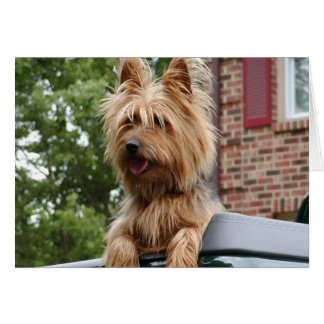 Australian Terrier Hälsningskort