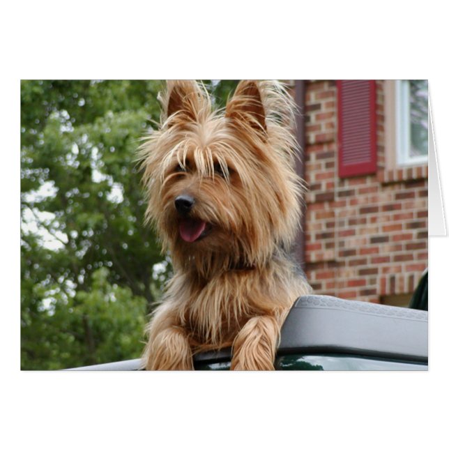 Australian Terrier Hälsningskort (Framsidan Horizontal)