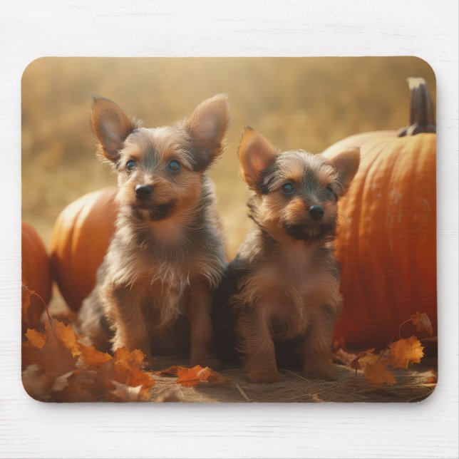 Australian Terrier Puppy Autumn Delight Pumpkin Musmatta (Framsidan)