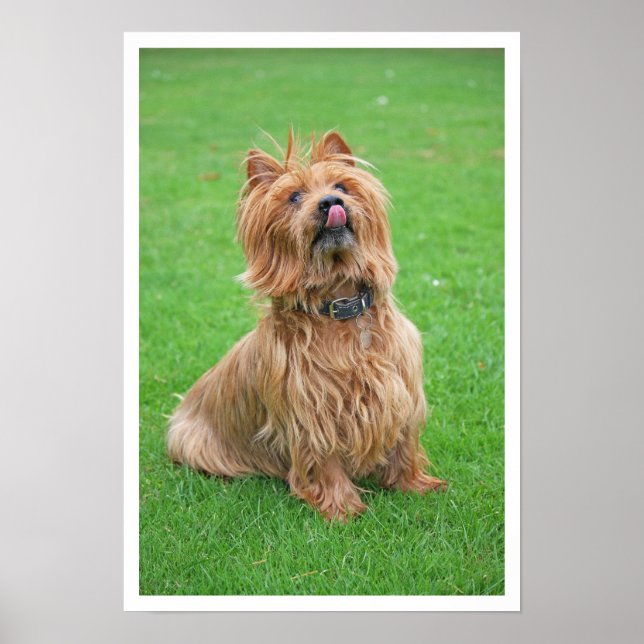 Australian Terrier Slickande Nose Poster (Framsidan)