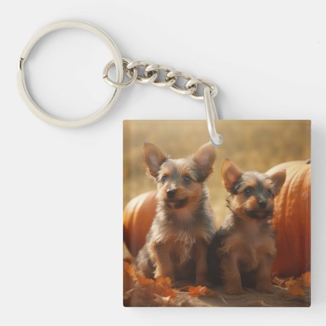 Australian Terrier Valp Höstglädje Pumpa (Framsidan)