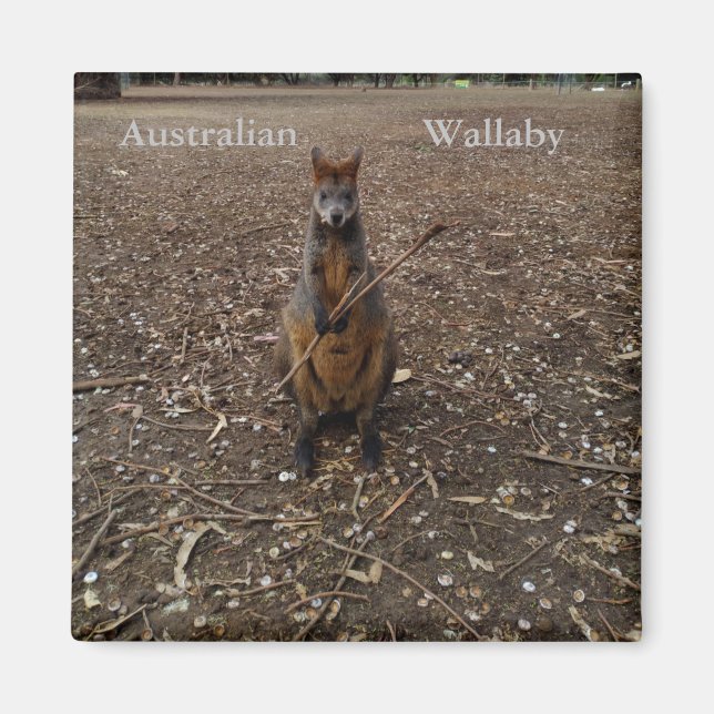 Australian Wallaby Eating Sticks, Fridge Magnet (Framsidan)