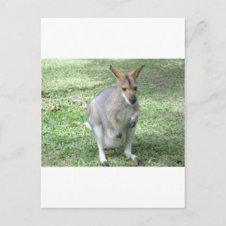 Australian Wallaby Vykort