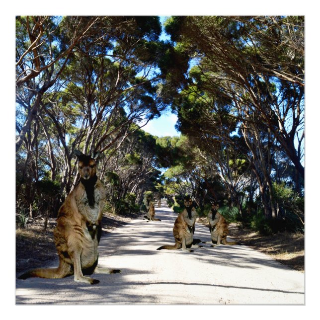 Australian Wallabys på vägen, Fototryck (Framsidan)