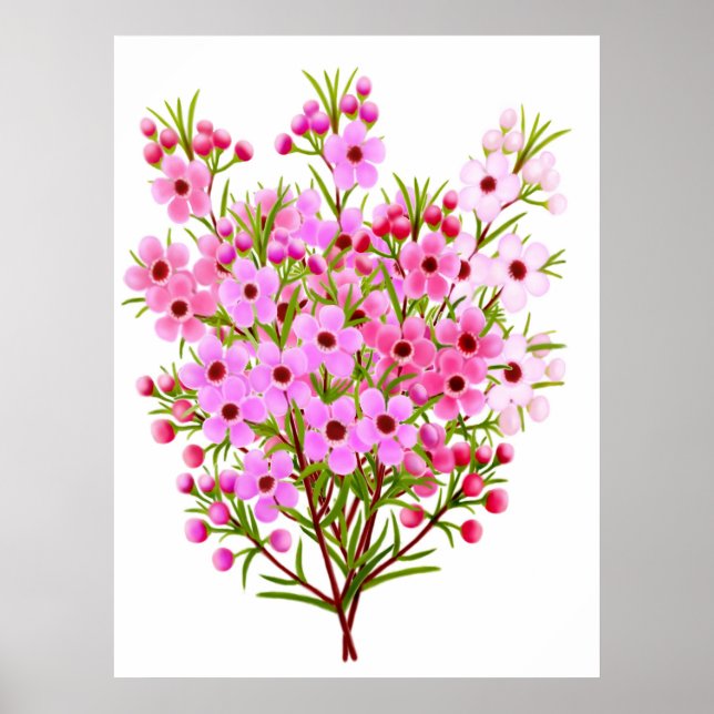 Australian Waxblomma Bouquet Poster (Framsidan)