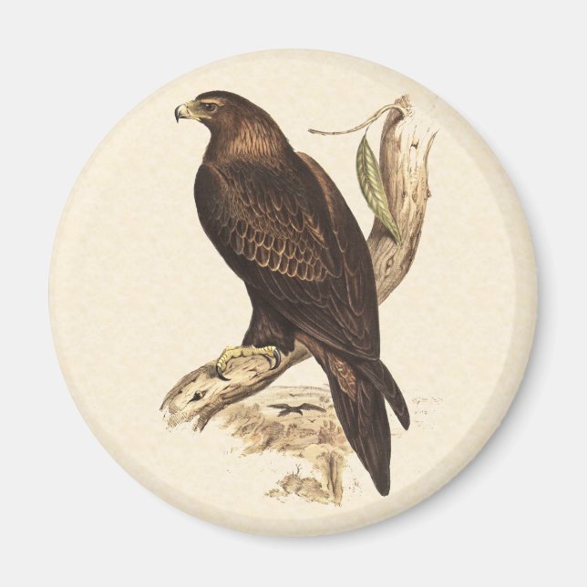Australian Wedge Tails Eagle. Be födelsedag. Magnet (Framsidan)