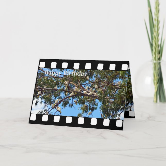 Australian White Cockatoos, födelsedagskort, Helgkort (Framsida)