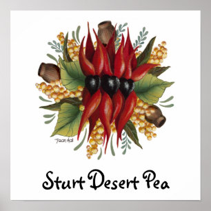 Australian Wildblomma - Sturt Desert Pea Poster