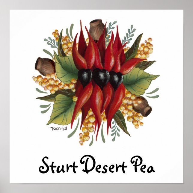 Australian Wildblomma - Sturt Desert Pea Poster (Framsidan)
