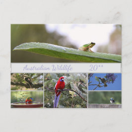 Australian Wildlife Photography Helg Vykort