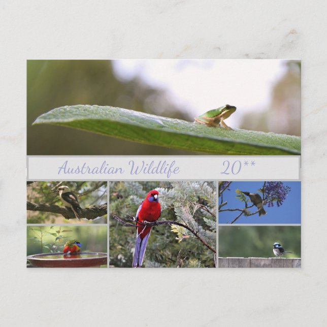 Australian Wildlife Photography Helg Vykort (Framsida)
