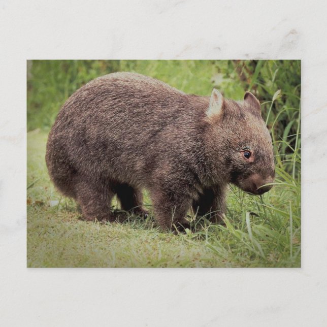 Australian Wombat Vykort (Framsida)