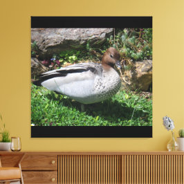 Australian Wood Duck in Tranquil Garden Canvastryck