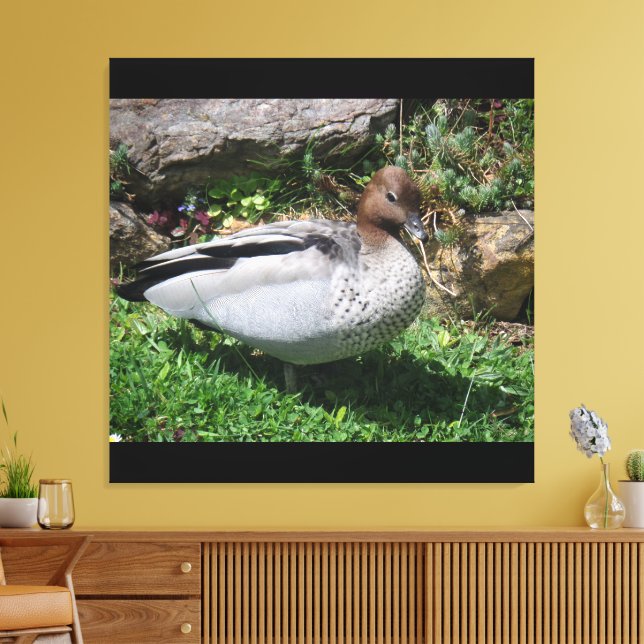 Australian Wood Duck in Tranquil Garden Canvastryck (Insitu (Vardagsrum))