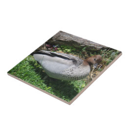 Australian Wood Duck in Tranquil Garden Kakelplatta