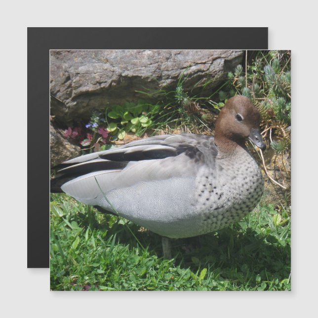 Australian Wood Duck in Tranquil Garden Magnet (Fram/baksida)
