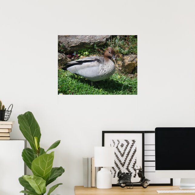 Australian Wood Duck in Tranquil Garden Poster (Hemmakontoret)