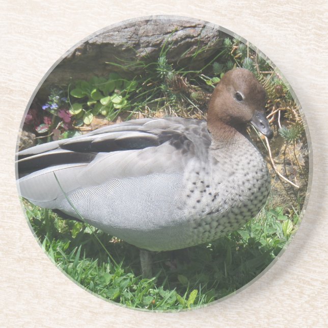 Australian Wood Duck in Tranquil Garden Underlägg (Framsidan)