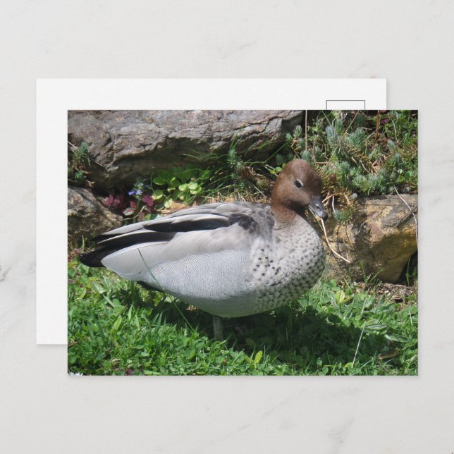 Australian Wood Duck in Tranquil Garden Vykort (Fram/baksida)