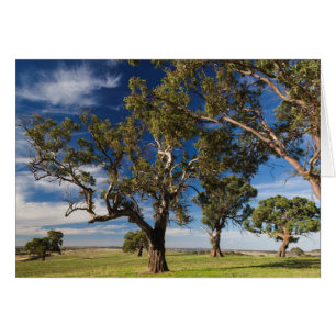 Australien, Barossa Valley, Mount Pleasant Hälsningskort