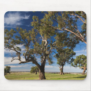Australien, Barossa Valley, Mount Pleasant Musmatta