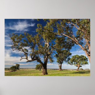 Australien, Barossa Valley, Mount Pleasant Poster