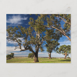 Australien, Barossa Valley, Mount Pleasant Vykort