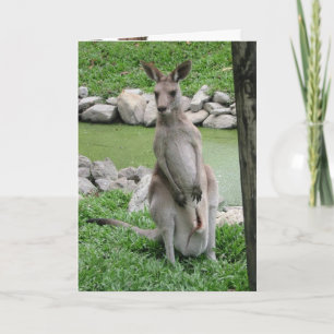 Australien Beckons - födelsedagskort Kangaroo Kort