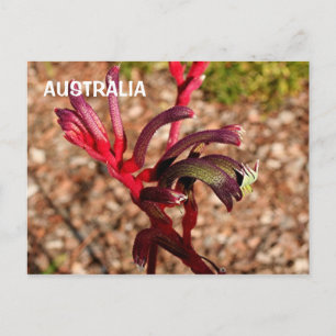 Australien: blomman Kangaroo Tass i blomma 2 Vykort