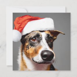Australien Cattle Hund jul