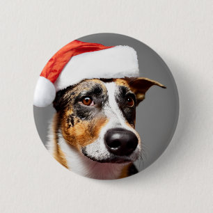 Australien Cattle Hund jul Knapp