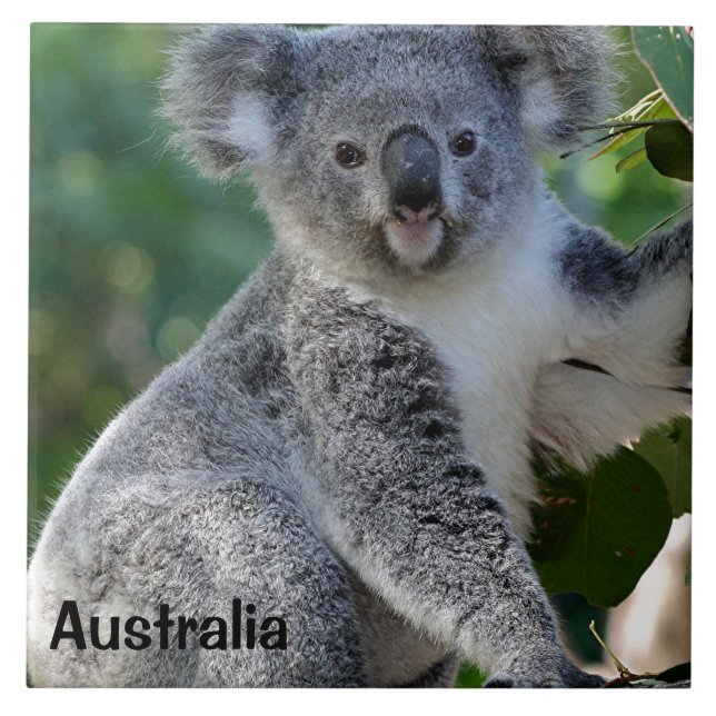 Australien: Cute cudely Australian koala Kakelplatta (Framsidan)